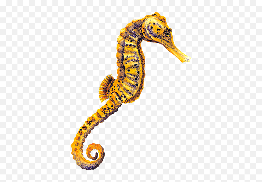 Yellow Seahorse T - Yellow Seahorse Emoji,Facebook Emoticons Seahorse