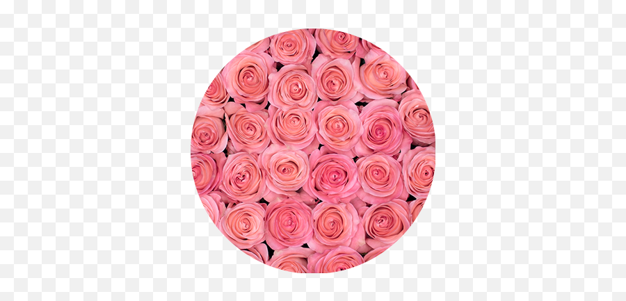 Rosaprima Welcomes Their Newest Additions Of 2021 - Rosaprima Emoji,Aesthetic Pink Flower Emoji