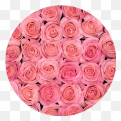 Rosaprima Welcomes Their Newest Additions Of 2021 - Rosaprima Emoji,Aesthetic Pink Flower Emoji