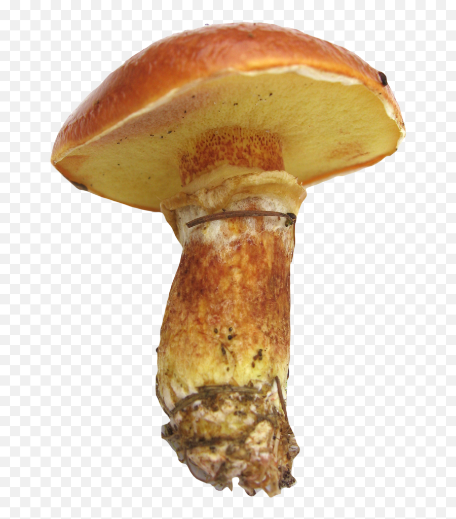 Mushroom Image Pngpix - Pngroyale Emoji,Muschroom Emoji