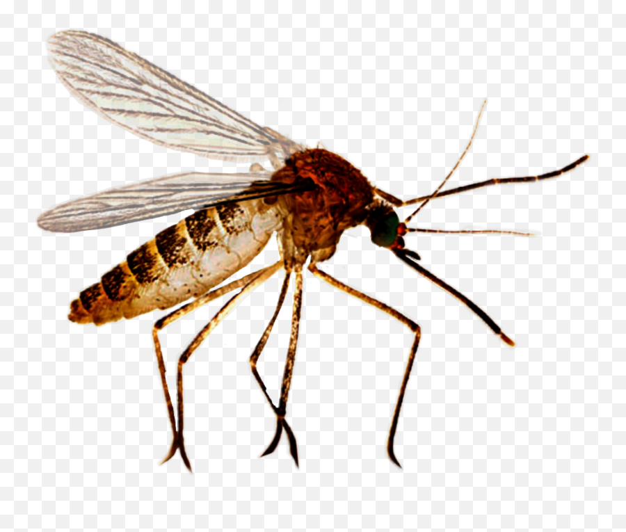 Discover Trending Mosquito Stickers Picsart Emoji,Mosquito Emoji