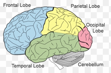 Cognitive Science - Senses In The Brain Emoji,Vicarious Emotions