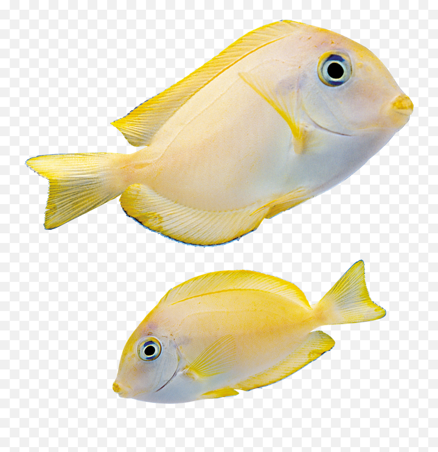 Download Fish Png - Marine Fish Png Full Size Png Image Portable Network Graphics Emoji,Marine Emoji