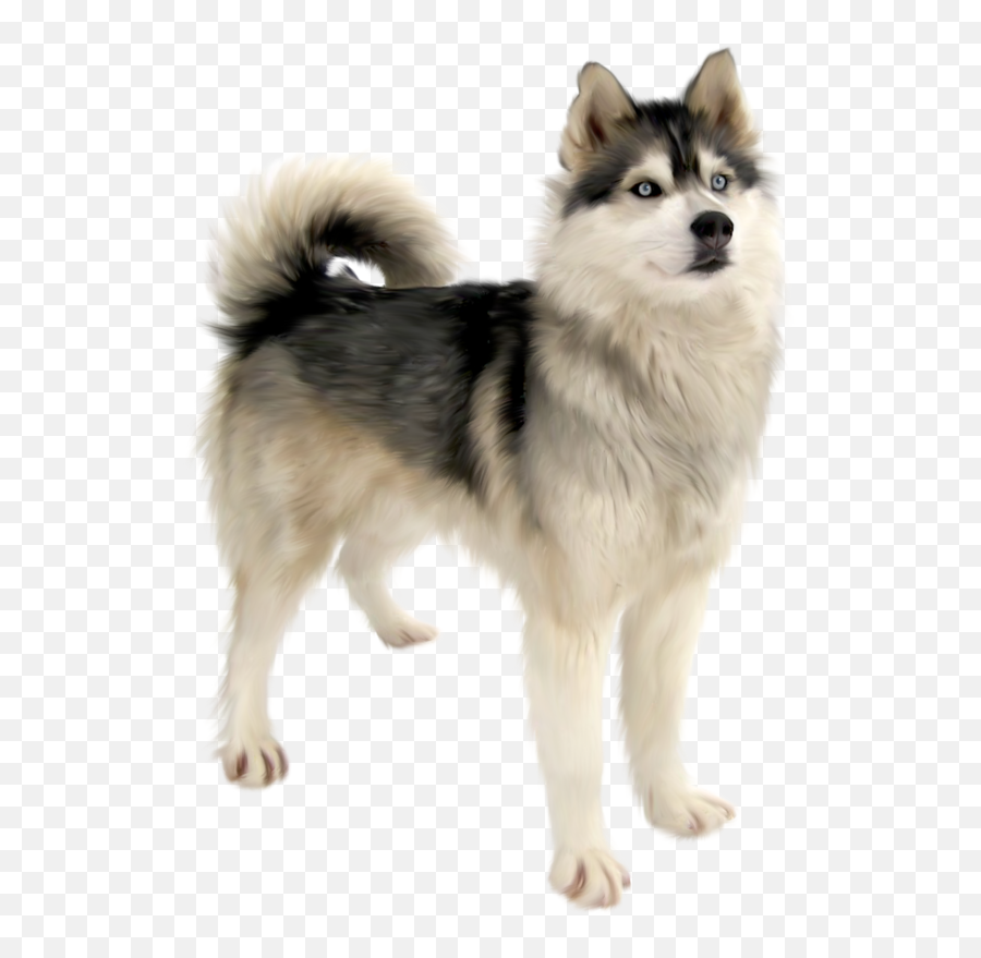 Cute Dog Png Download - Husky Transparent Dog Png Emoji,Siberian Husky Emoji