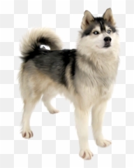 Cute Dog Png Download - Husky Transparent Dog Png Emoji,Siberian Husky Emoji
