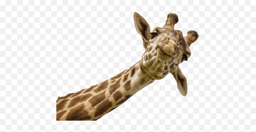 Serengeti Northern Giraffe Masai Giraffe Giraffes In The - Giraffe Png Emoji,Giraffe Emoji