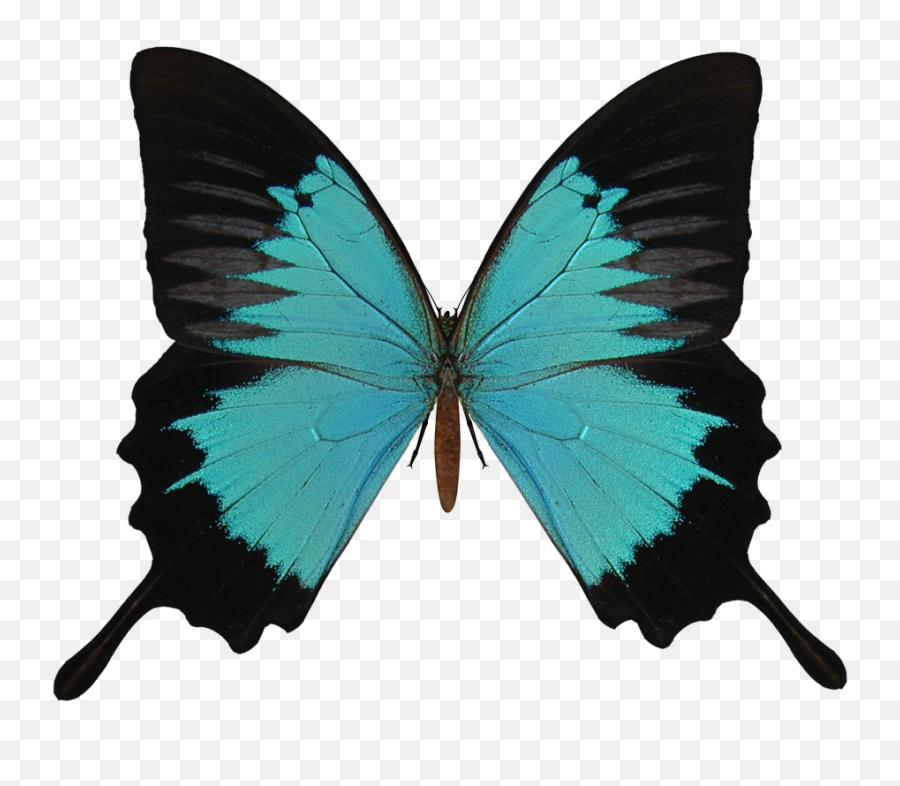 Illustrator Projects - Mrs Stilesu0027 Online Classroom Transparent Background Butterfly Wing Png Emoji,Illustrator Make Your Own Emoji