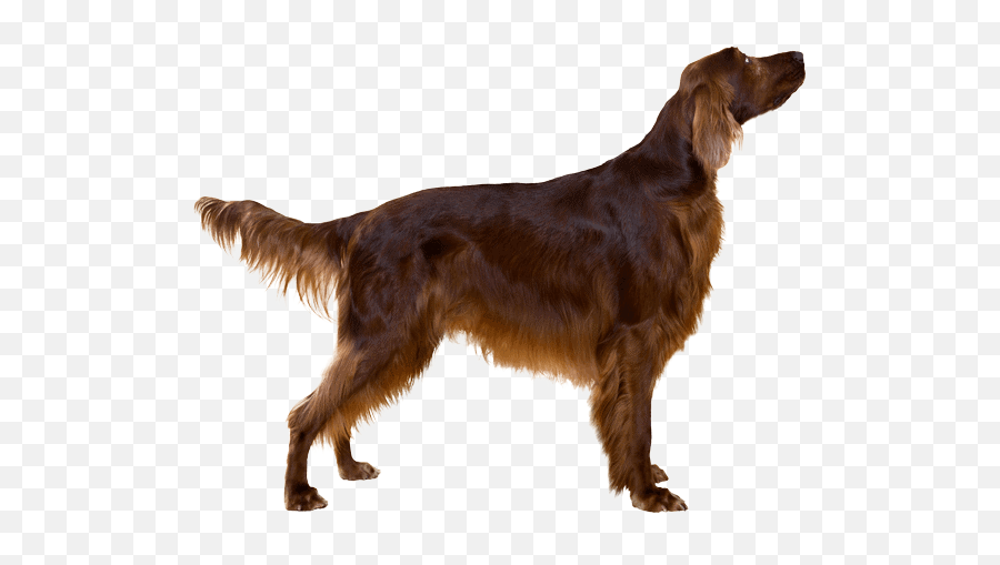 All About The Irish Setter Poodle Mix Irish Doodle - Irish Setter Emoji,Animal Ears That Pick Up Emotion Accesory