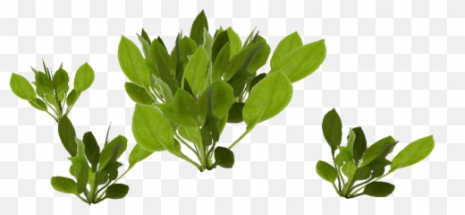 Water Plants - Fines Herbes Emoji,Bohemian Rhapsody Copypasta Emoji