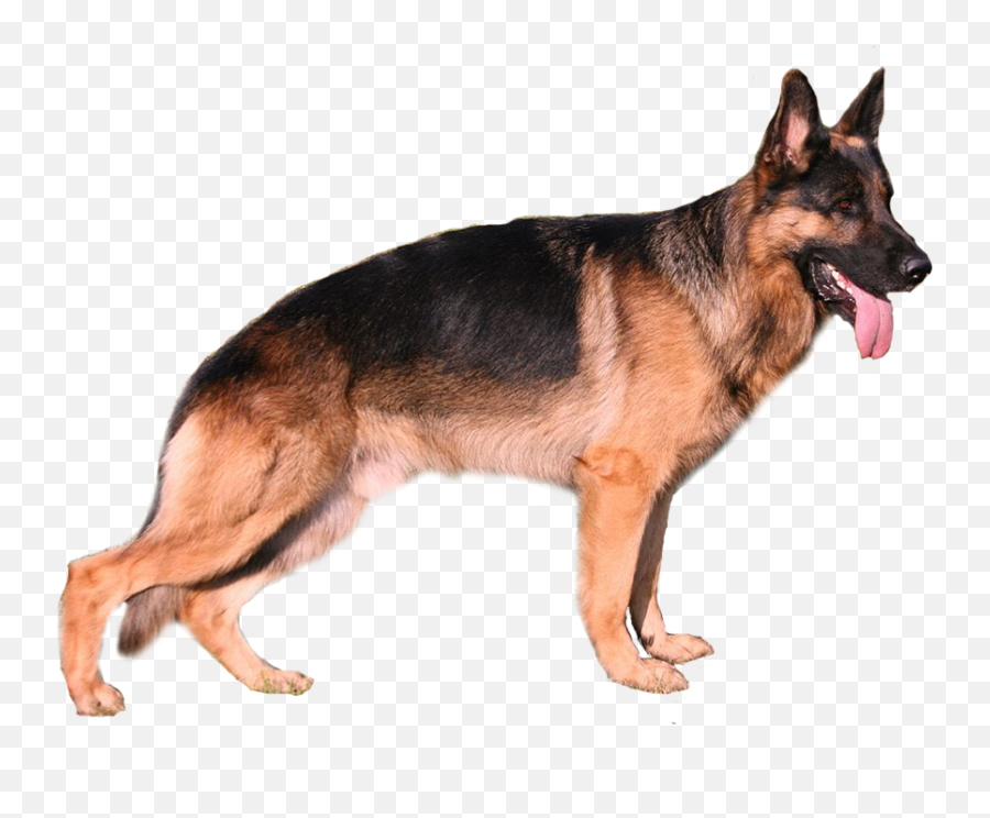 Borkbork Doggo Lingo Emoji,German Shepherd Dog Barking Emoticon