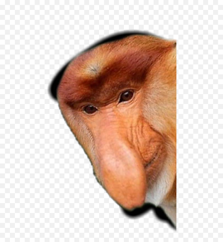 The Most Edited Janusz Picsart Emoji,Ts Emoji Emoticon Monkey