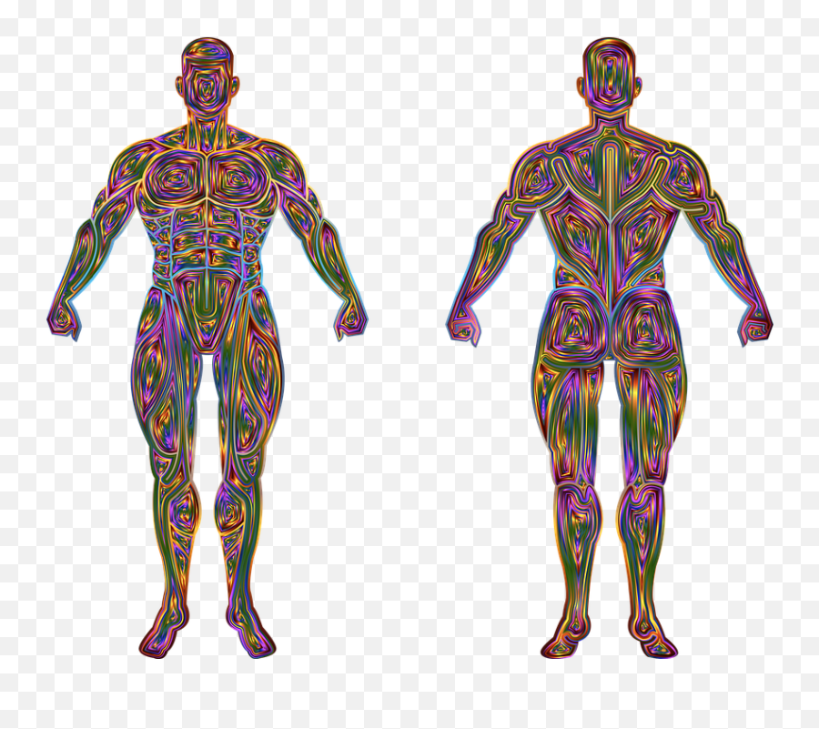 Free Photo Body Anatomy Muscular Man Muscles Human Biology Emoji,Anatomy Of Emotions Book