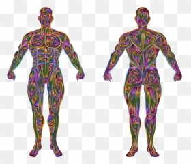 Free Photo Body Anatomy Muscular Man Muscles Human Biology Emoji,Anatomy Of Emotions Book