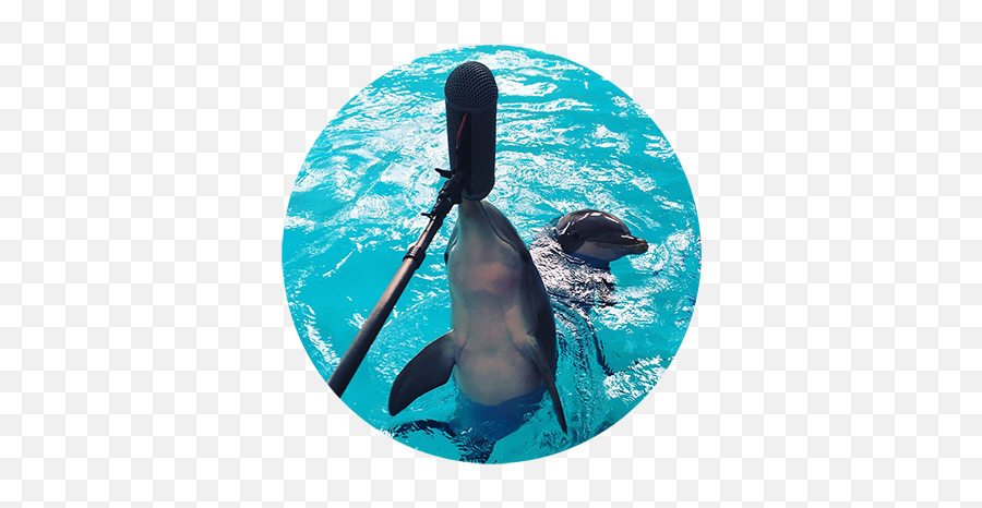 Talking Dolphins - Common Bottlenose Dolphin Emoji,Dolphin Emotions