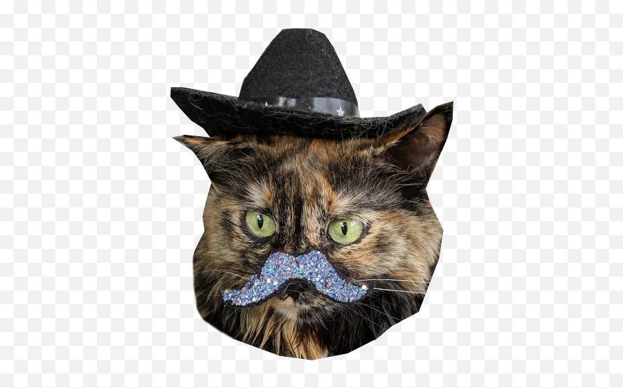 Telegram Sticker From Cats In Hats Pack Emoji,Cat Emoji Pc