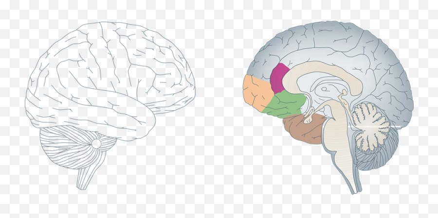 Over 300 Free Brain Vectors - Pixabay Pixabay Cartoon Cross Section Brain Emoji,Anatomy Of Emotions