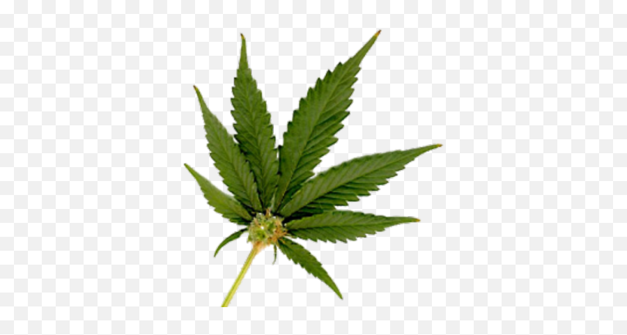 Marijuana Leaf Small Png - Real Weed Leaf Png Emoji,Smoking Marijuana Emoji