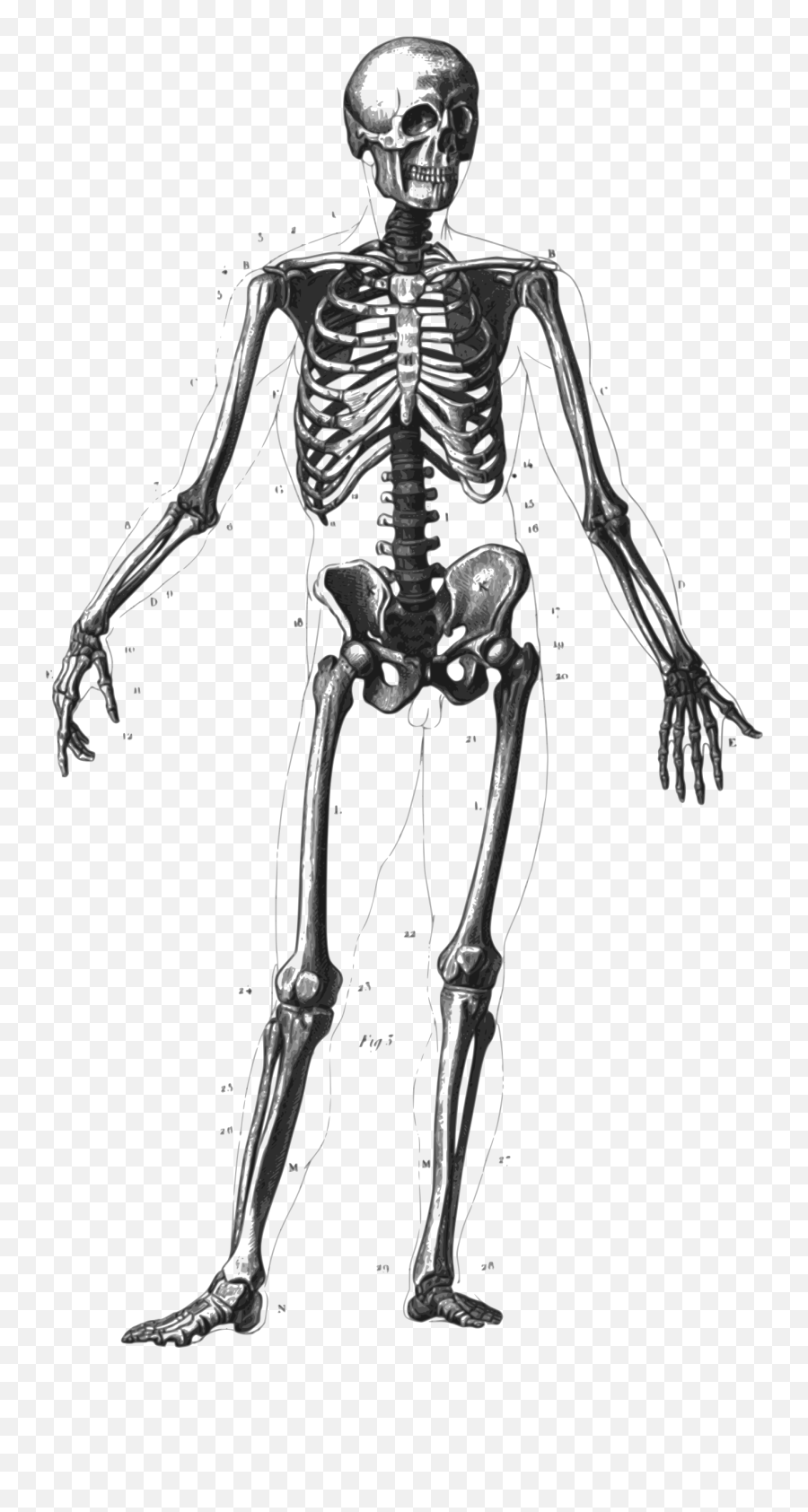 Skeleton Clipart Png - Body Just The Bones Emoji,Skelton Emoji