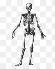 Skeleton Clipart Png - Body Just The Bones Emoji,Skelton Emoji