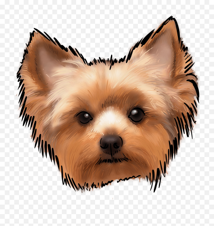 Silly Right Why - Yorkshire Terrier Head Png Emoji,Why My Scottish Terrier Doesn't Show Any Emotions