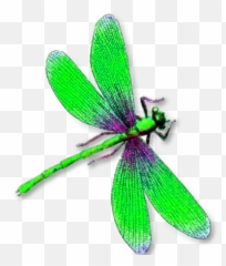 Girly Cute Sticker Pink Sticker - Colorful Dragonfly Transparent Background Emoji,Dragonfly Emojis