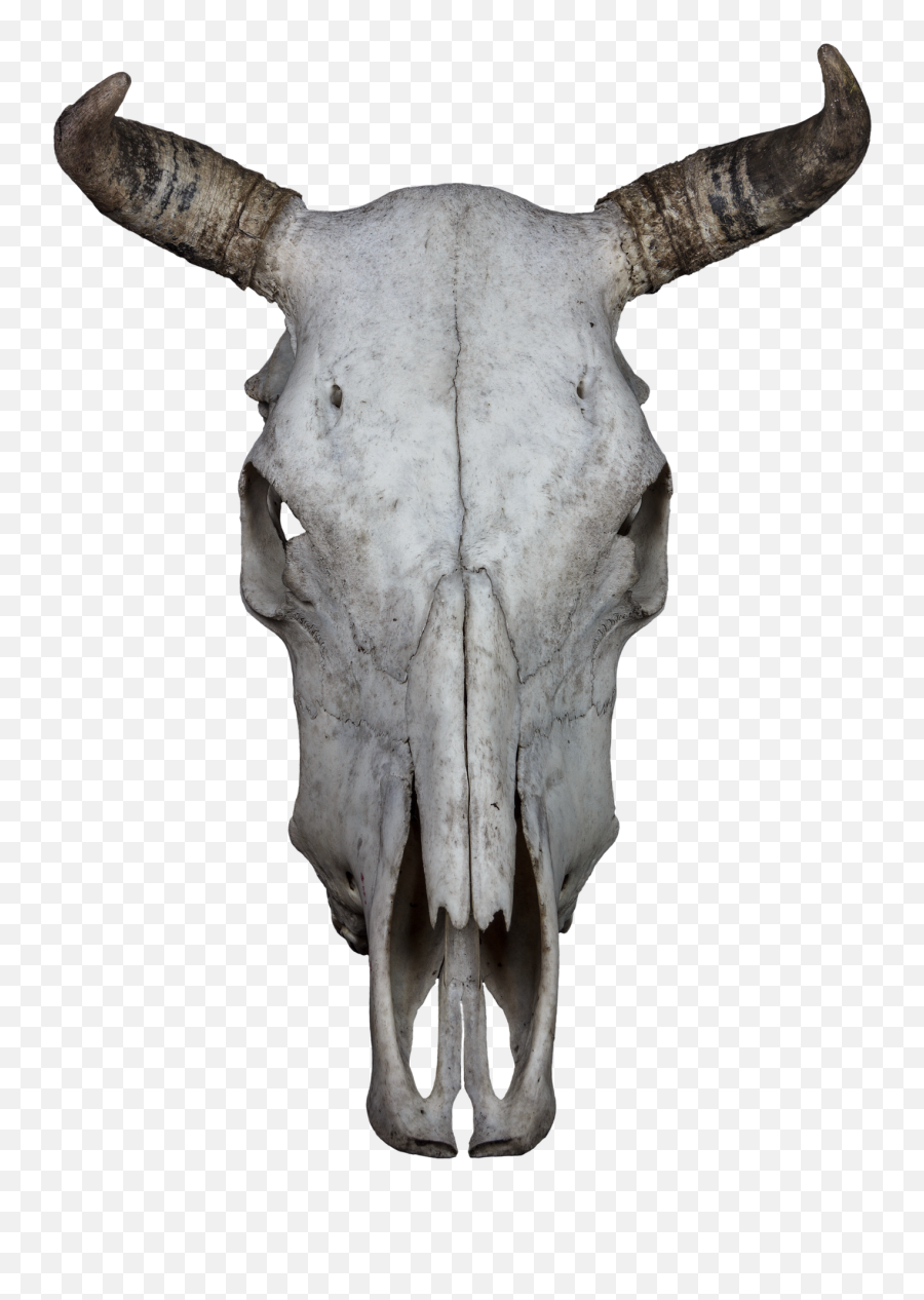 Skull Bone Beef Skull And Crossbones - Animal Skull No Background Emoji,Emotions Of A Skull