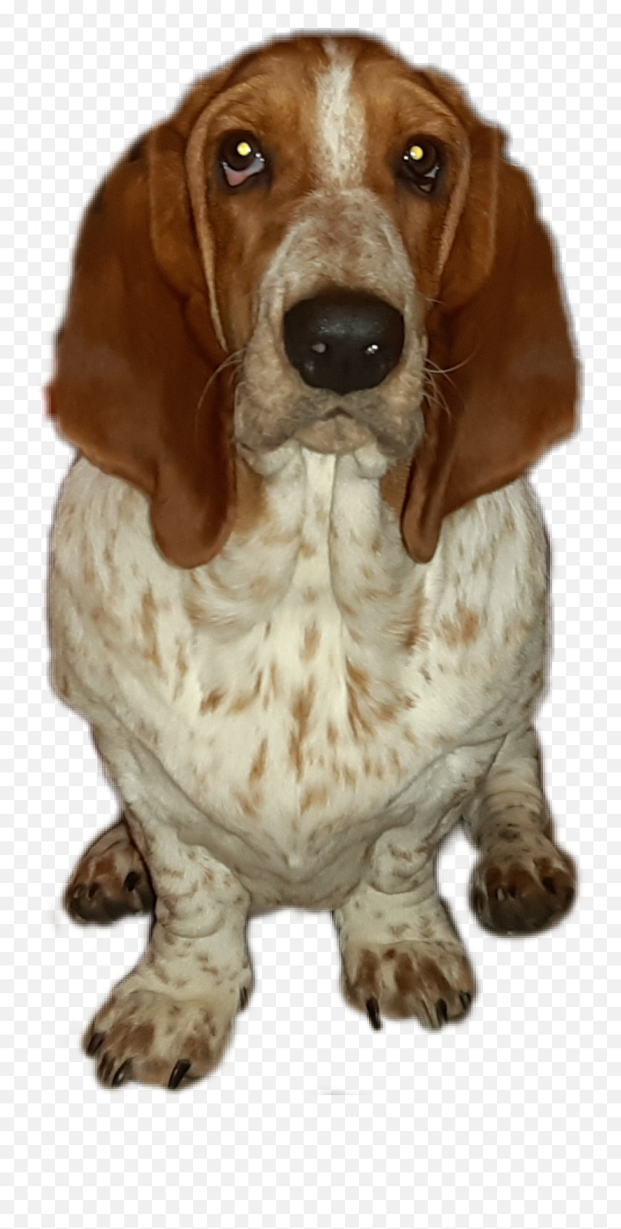 The Most Edited Bassethound Picsart - Basset Hound Emoji,Basset Hound Emoji