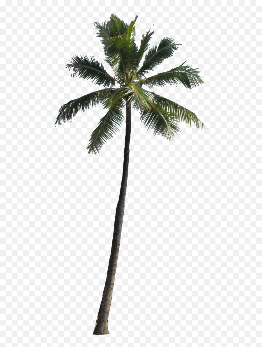 Download Free Png Coconut Palm Tree Png - Coconut Trees For Photoshop Emoji,Colorful Palm Trees With Emojis