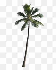 Download Free Png Coconut Palm Tree Png - Coconut Trees For Photoshop Emoji,Colorful Palm Trees With Emojis
