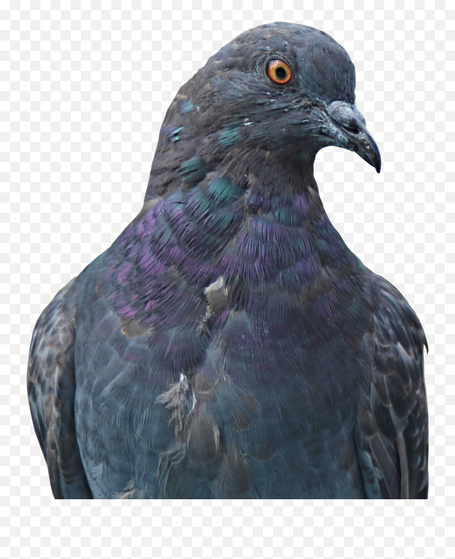 Dove Homing Pigeon Animal Bird Public Domain Image - Freeimg Emoji,Inca Emoji