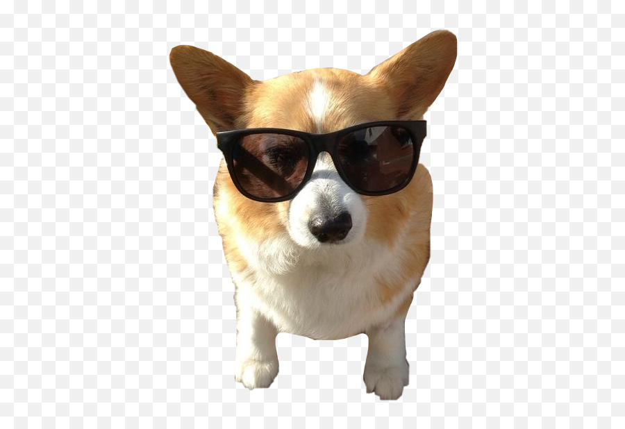 Corgi Dog Doginshades Doggo 338666424129211 By Riley773 Emoji,Wales Emoji