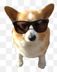 Corgi Dog Doginshades Doggo 338666424129211 By Riley773 Emoji,Wales Emoji