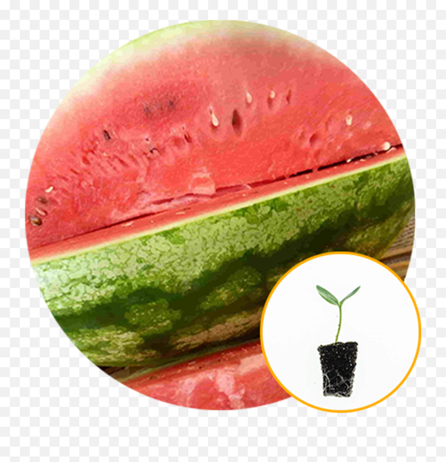 Ferry - Morse Plantlings Live Baby Plants 13in Crimson Sweet Watermelon 3pack Emoji,Red Packet Emoji