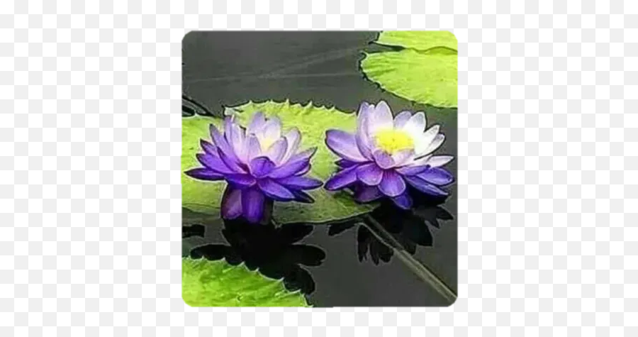 No 161 Bunga By You - Sticker Maker For Whatsapp Emoji,Lotus Emoji Flower