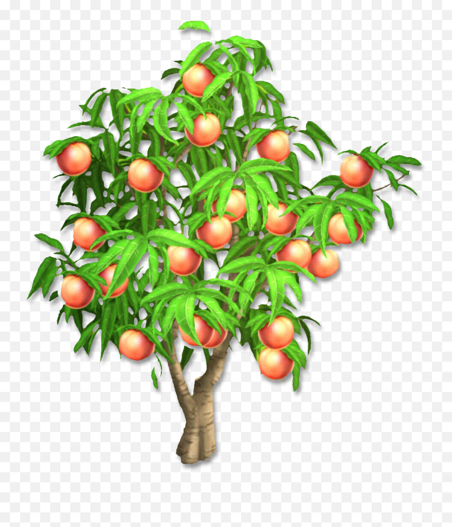 St James Peach Wine Fruit Background - Saypng Transparent Peach Tree Clipart Emoji,Peach Emoji Wallpaper