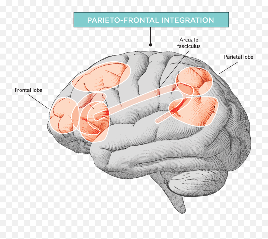 The Biological Roots Of Intelligence - Biological Model Of Intelligence Emoji,Pseudoscience Of Animals Human Emotions