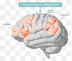 The Biological Roots Of Intelligence - Biological Model Of Intelligence Emoji,Pseudoscience Of Animals Human Emotions