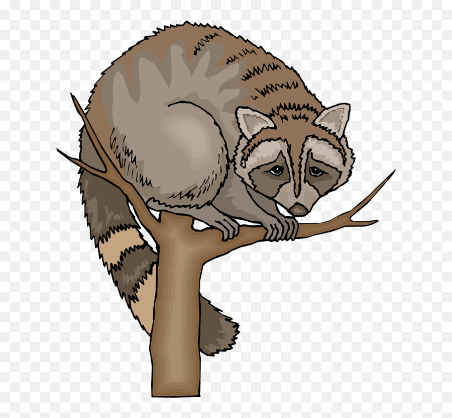 Free Raccoon Clipart 5 - Clipartix Raccoon Clipart Png Emoji,Opossum Emoji