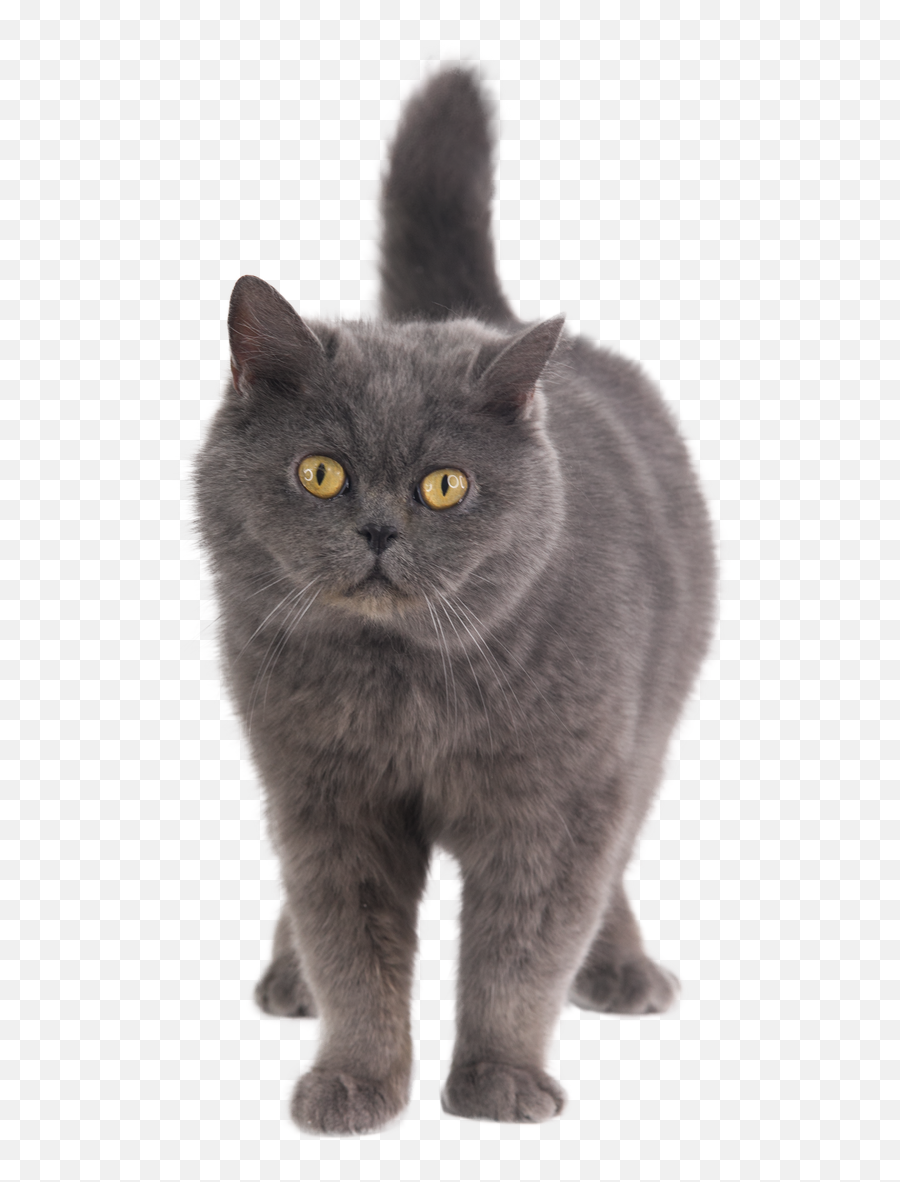 Fotos De Stock Gratis - British Shorthair Emoji,Emoji Tirando Dinero