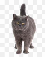 Fotos De Stock Gratis - British Shorthair Emoji,Emoji Tirando Dinero