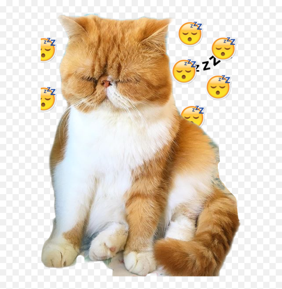 Gato Preguiça Sticker - Soft Emoji,Emoticon De Gatos