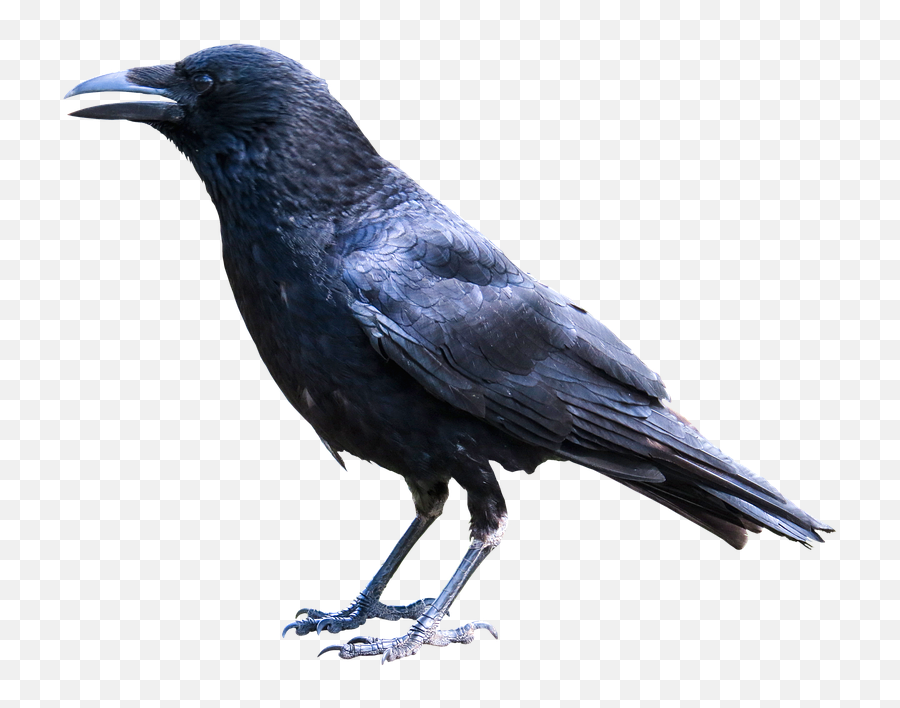 Free Photo Animals Bird Raven Black - Crow Bird Png Emoji,Raven With Emotions