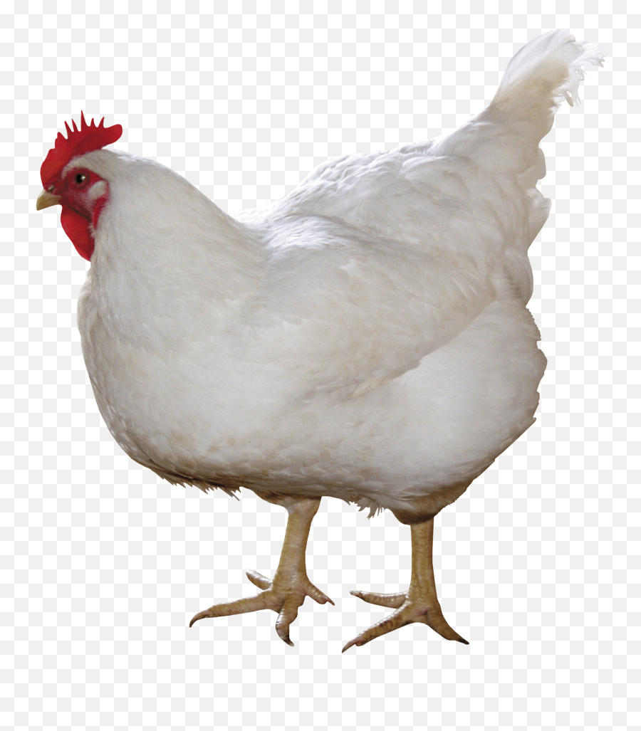 Chicken Leg Transparent Emoji,Chicken Leg Emoji