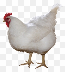 Chicken Leg Transparent Emoji,Chicken Leg Emoji