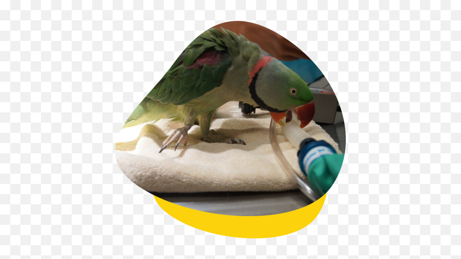 Bird Vet Perth Melbourne Brisbane - Bird Supply Emoji,Long-billed Corella Smile Emoticon