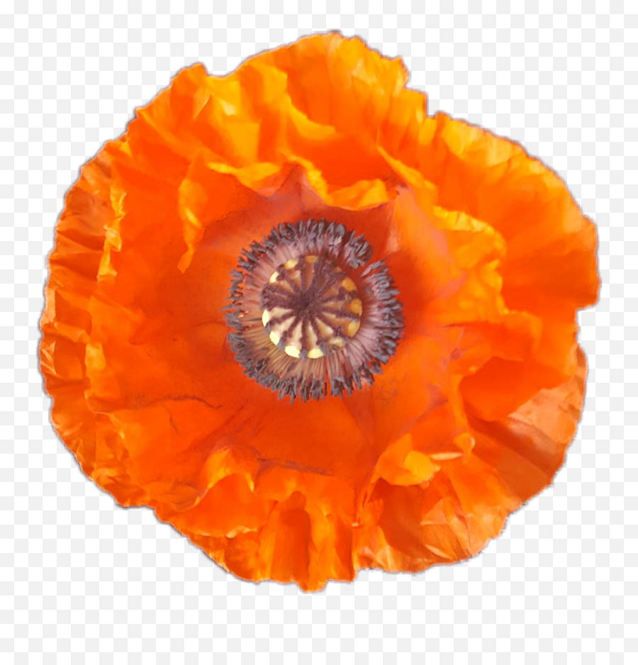 Orange Poppy Sticker By Peonyandpineapples - Oriental Poppy Emoji,Poppy Emoji