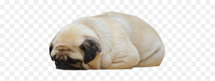 Puppy Time - Pug Sleeping Png Emoji,Dog Showing Emotion Tumblr