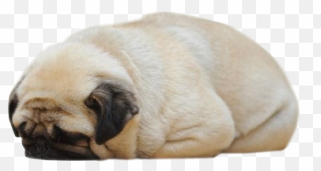 Puppy Time - Pug Sleeping Png Emoji,Dog Showing Emotion Tumblr