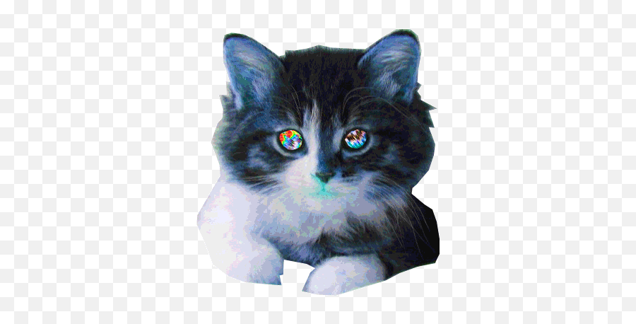 New Emotes I Made And Some Just A - Background Cat Animated Gif Emoji,Catkool Emoticon