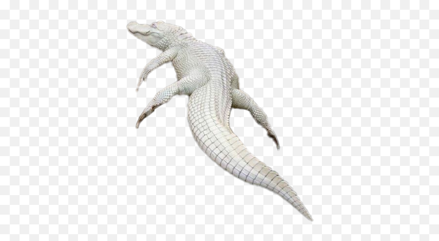 Sticker Albino Crocodile Sticker - Albino Alligator White Background Emoji,Alligator Emoji